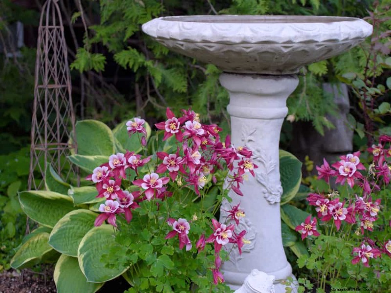 Shade-Loving Native Plants: 20 Varieties for Low-Sun Gardens