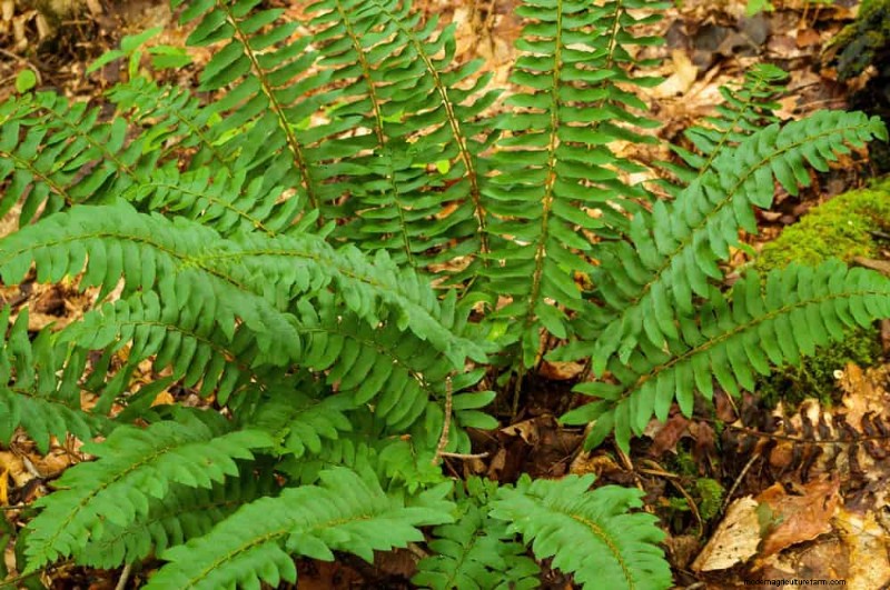 Shade-Loving Native Plants: 20 Varieties for Low-Sun Gardens