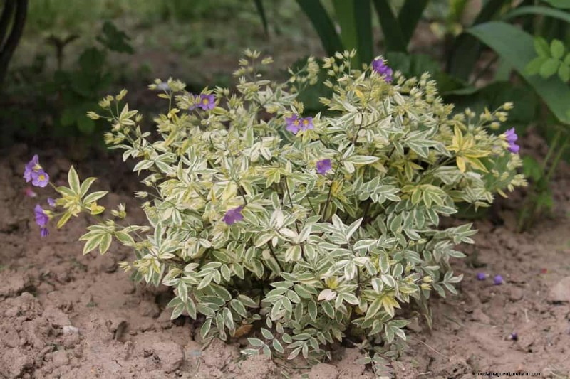 Shade-Loving Native Plants: 20 Varieties for Low-Sun Gardens
