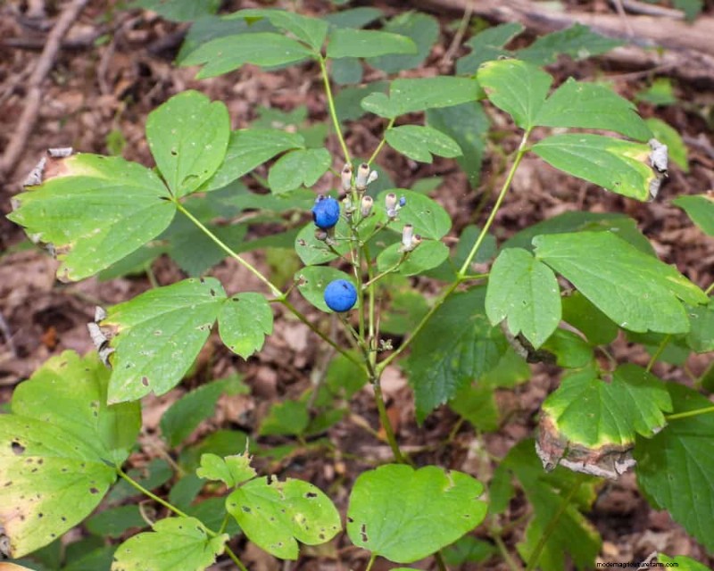 Shade-Loving Native Plants: 20 Varieties for Low-Sun Gardens