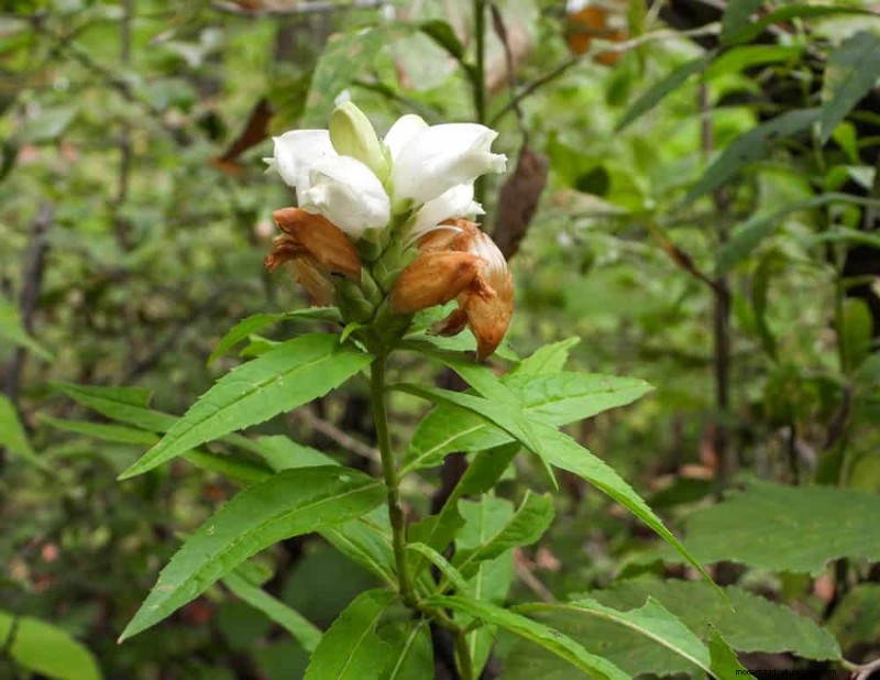 Shade-Loving Native Plants: 20 Varieties for Low-Sun Gardens