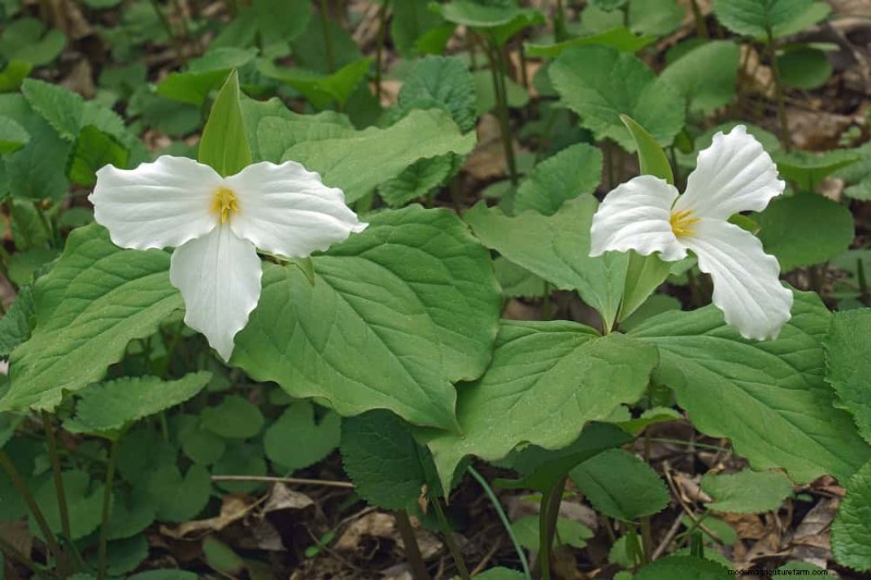 Shade-Loving Native Plants: 20 Varieties for Low-Sun Gardens