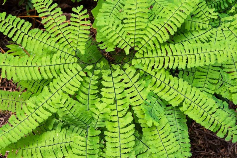 Shade-Loving Native Plants: 20 Varieties for Low-Sun Gardens