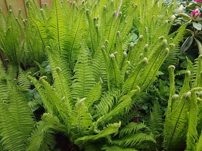 Shade-Loving Native Plants: 20 Varieties for Low-Sun Gardens