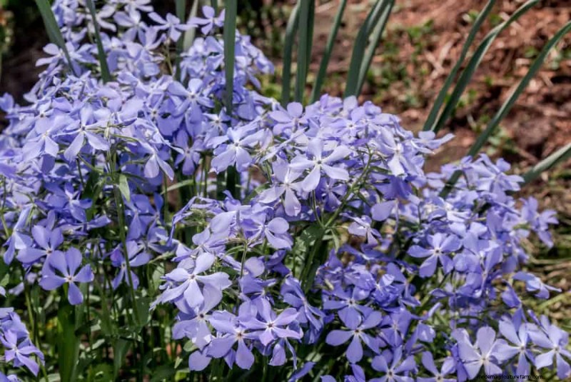 Shade-Loving Native Plants: 20 Varieties for Low-Sun Gardens