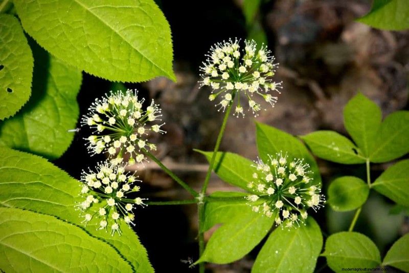 Shade-Loving Native Plants: 20 Varieties for Low-Sun Gardens