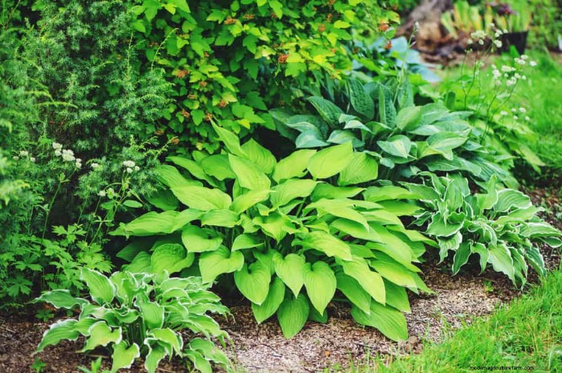 Shade-Loving Native Plants: 20 Varieties for Low-Sun Gardens