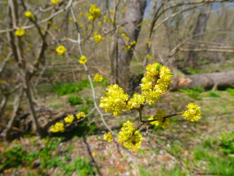 Shade-Loving Native Plants: 20 Varieties for Low-Sun Gardens