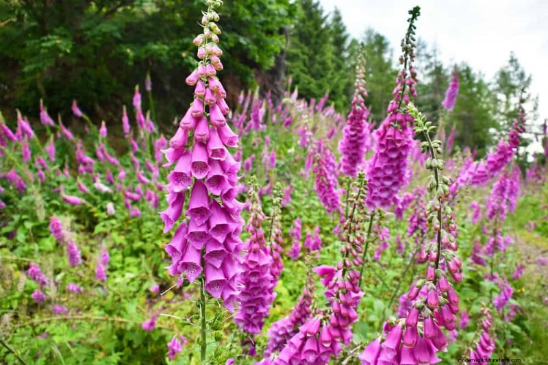 24 Tall Perennials for Dramatic Garden Height & Visual Interest