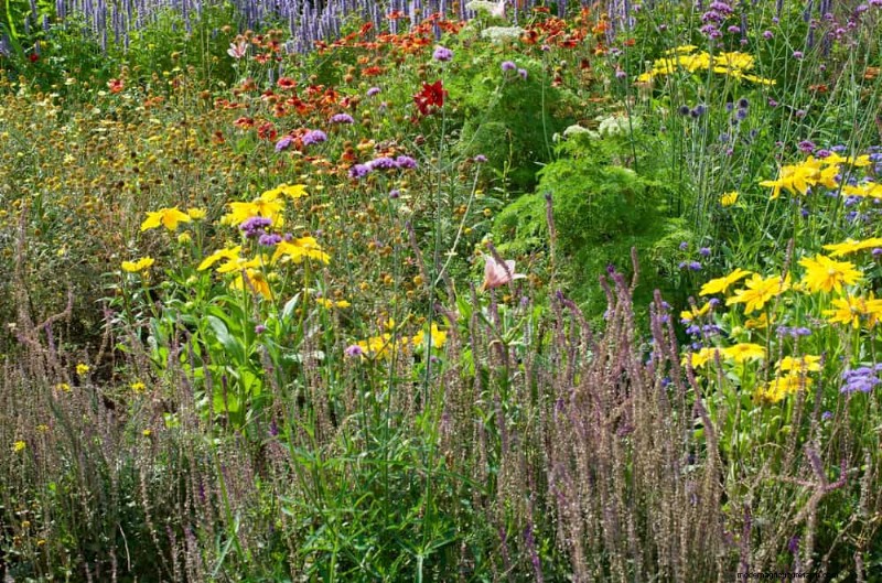 24 Tall Perennials for Dramatic Garden Height & Visual Interest