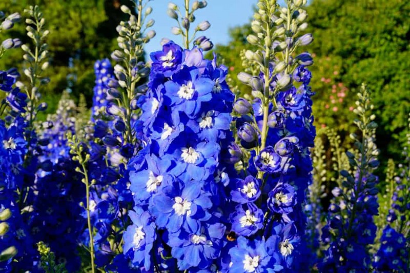 24 Tall Perennials for Dramatic Garden Height & Visual Interest