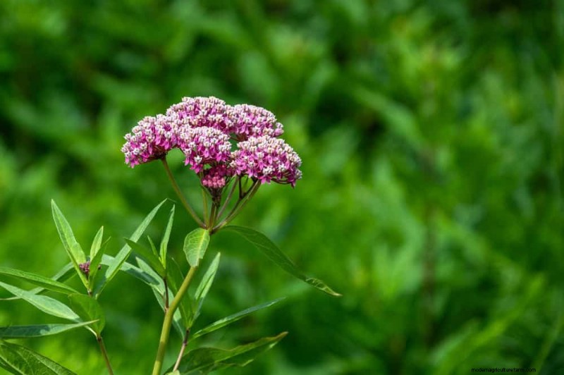 24 Tall Perennials for Dramatic Garden Height & Visual Interest