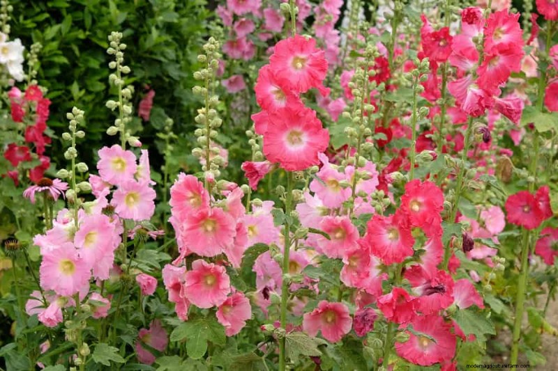 24 Tall Perennials for Dramatic Garden Height & Visual Interest