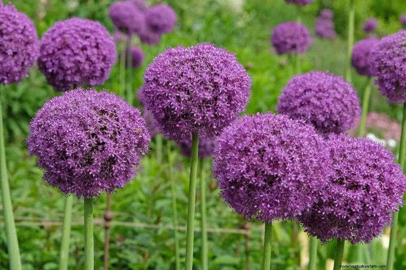 24 Tall Perennials for Dramatic Garden Height & Visual Interest