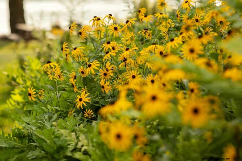 24 Tall Perennials for Dramatic Garden Height & Visual Interest
