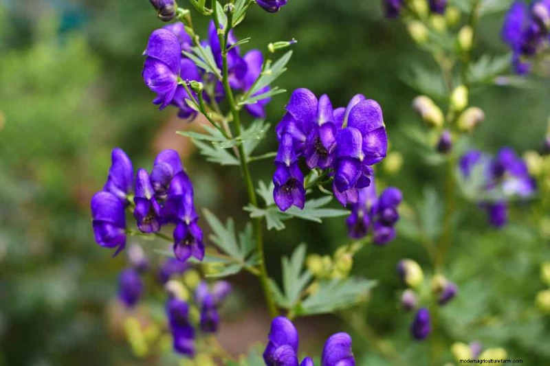 24 Tall Perennials for Dramatic Garden Height & Visual Interest