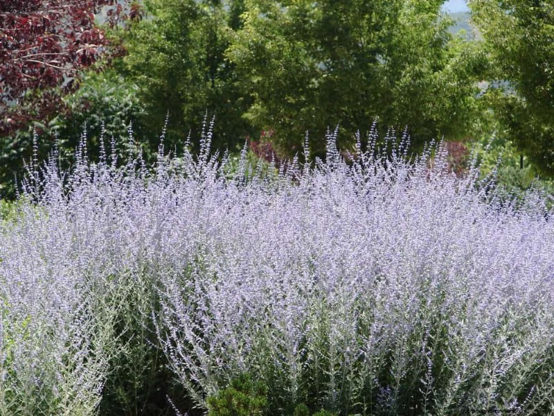 24 Tall Perennials for Dramatic Garden Height & Visual Interest