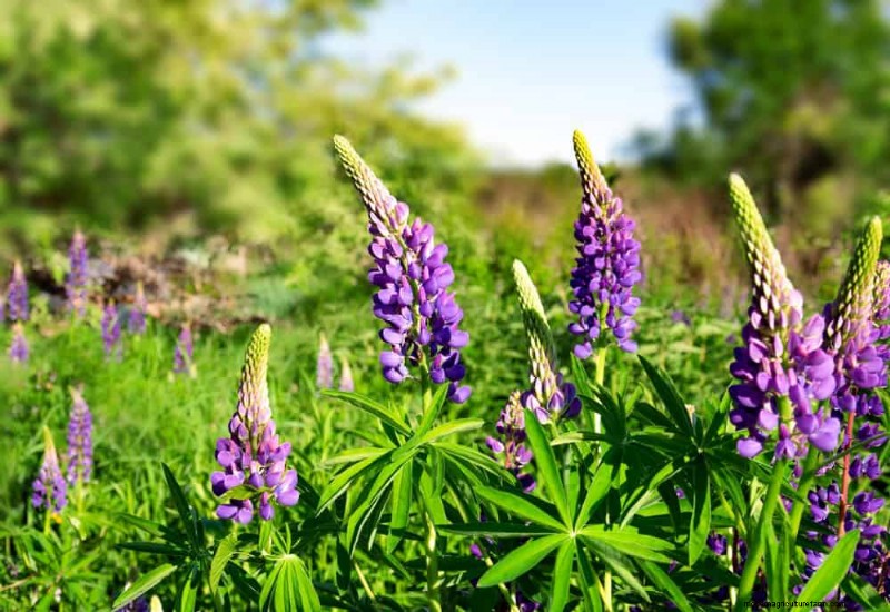 24 Tall Perennials for Dramatic Garden Height & Visual Interest