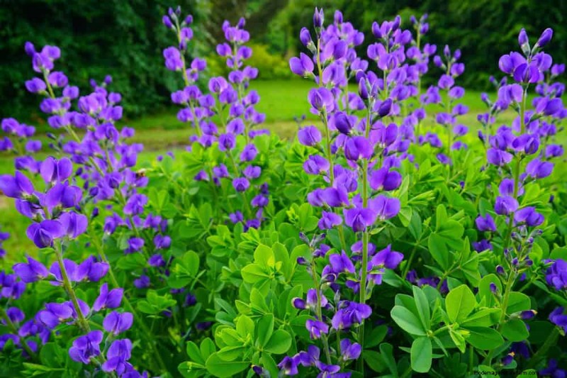 24 Tall Perennials for Dramatic Garden Height & Visual Interest
