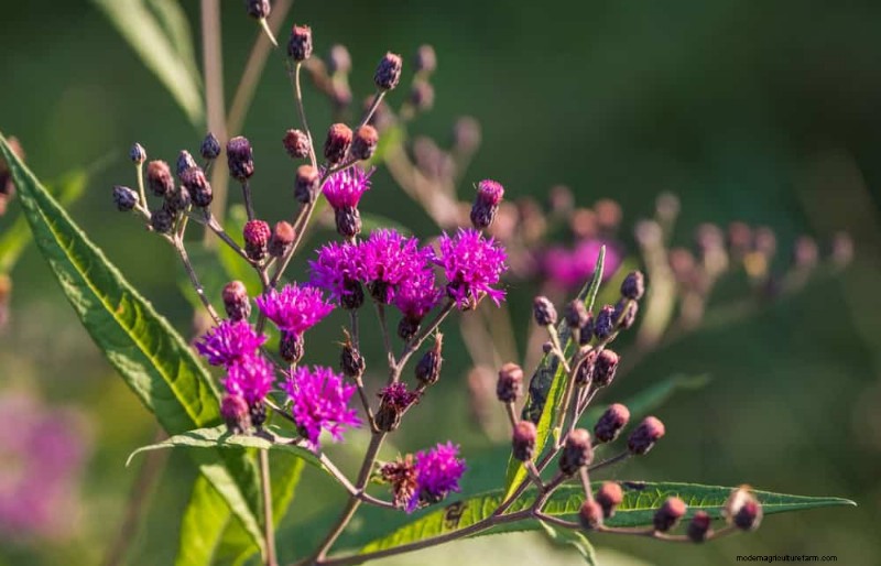24 Tall Perennials for Dramatic Garden Height & Visual Interest