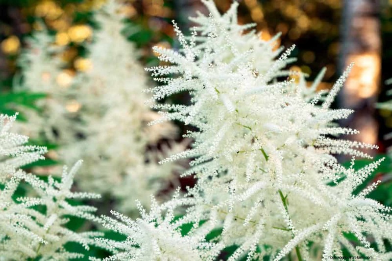 24 Tall Perennials for Dramatic Garden Height & Visual Interest