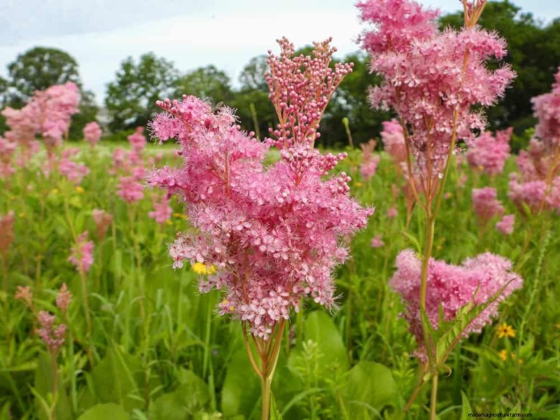 24 Tall Perennials for Dramatic Garden Height & Visual Interest