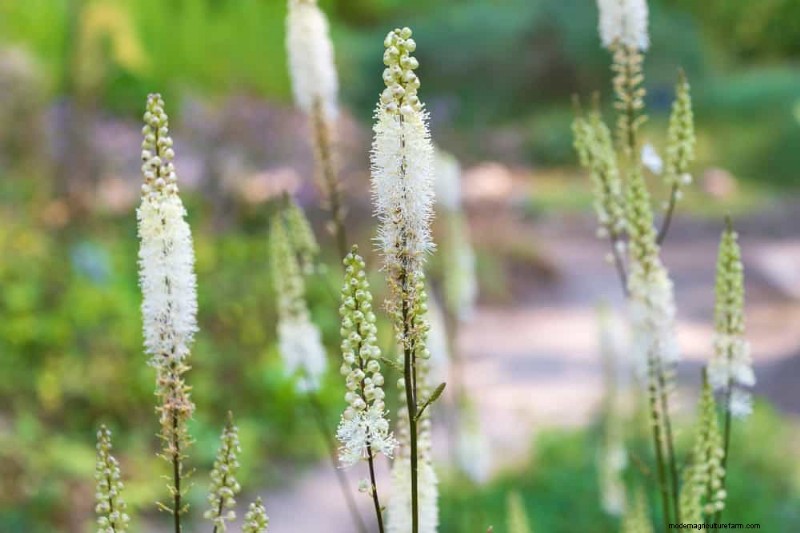 24 Tall Perennials for Dramatic Garden Height & Visual Interest