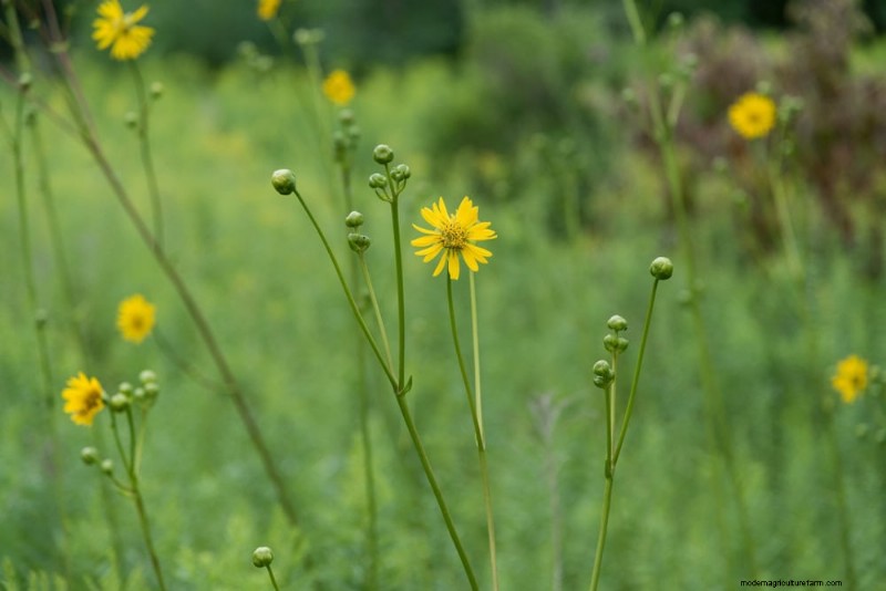 24 Tall Perennials for Dramatic Garden Height & Visual Interest