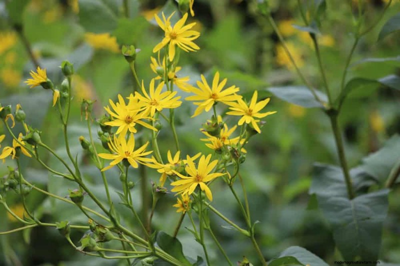 24 Tall Perennials for Dramatic Garden Height & Visual Interest