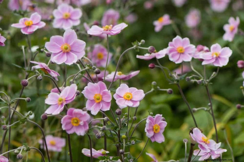 24 Tall Perennials for Dramatic Garden Height & Visual Interest