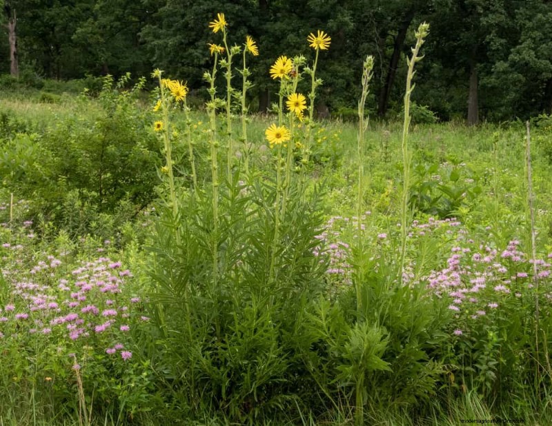24 Tall Perennials for Dramatic Garden Height & Visual Interest