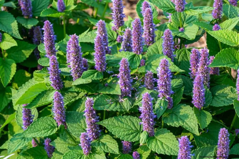 24 Tall Perennials for Dramatic Garden Height & Visual Interest