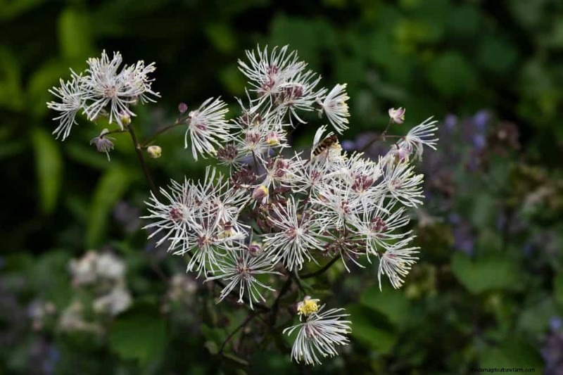 24 Tall Perennials for Dramatic Garden Height & Visual Interest