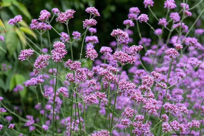 24 Tall Perennials for Dramatic Garden Height & Visual Interest