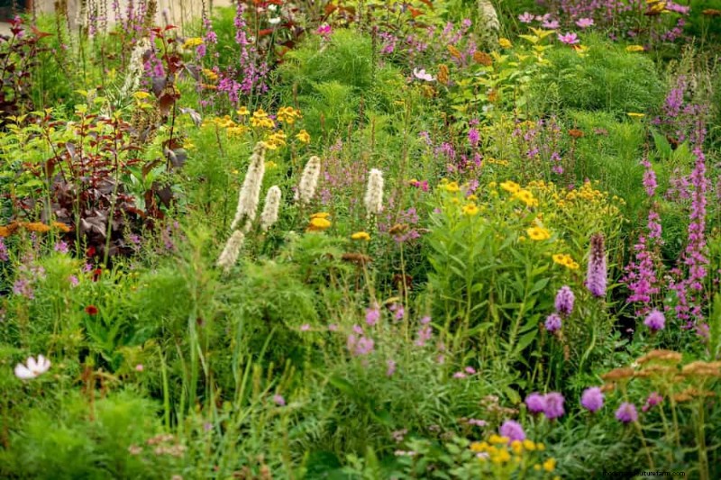 24 Tall Perennials for Dramatic Garden Height & Visual Interest
