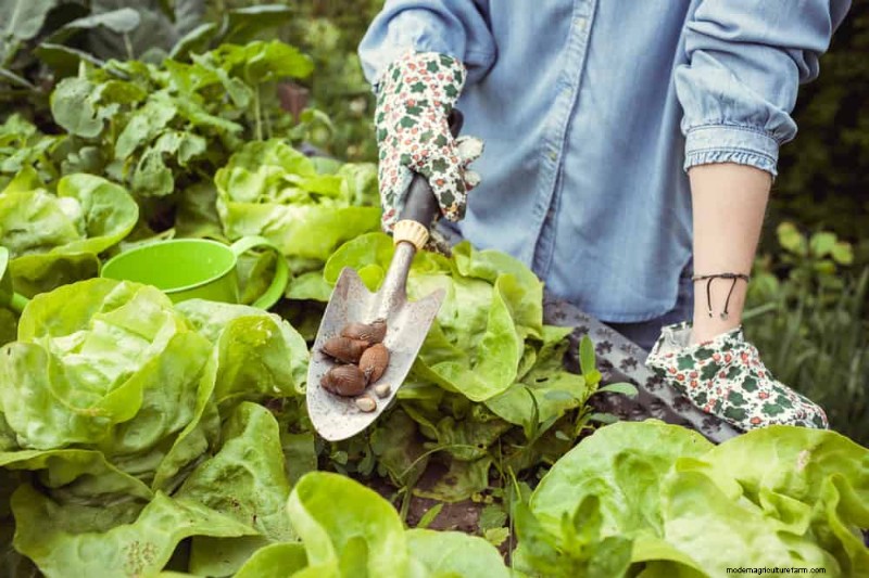 Natural Pest Control: 19 Eco-Friendly Ways to Protect Your Garden