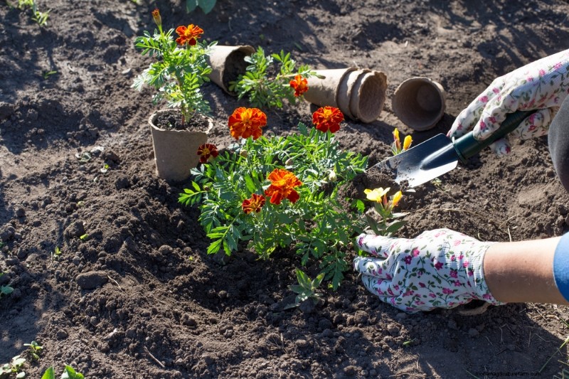 Natural Pest Control: 19 Eco-Friendly Ways to Protect Your Garden