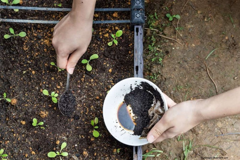 Natural Pest Control: 19 Eco-Friendly Ways to Protect Your Garden