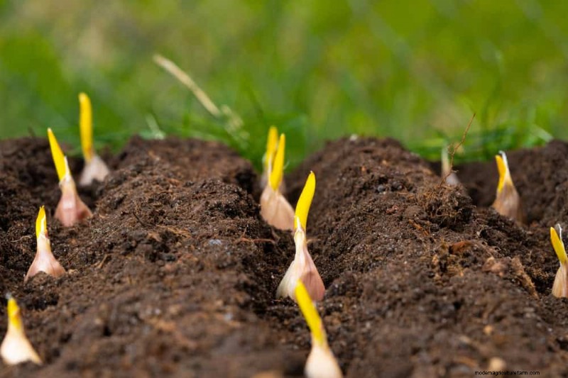 Natural Pest Control: 19 Eco-Friendly Ways to Protect Your Garden