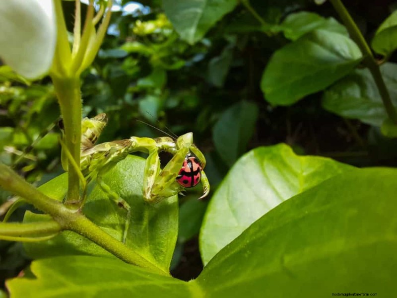 Natural Pest Control: 19 Eco-Friendly Ways to Protect Your Garden