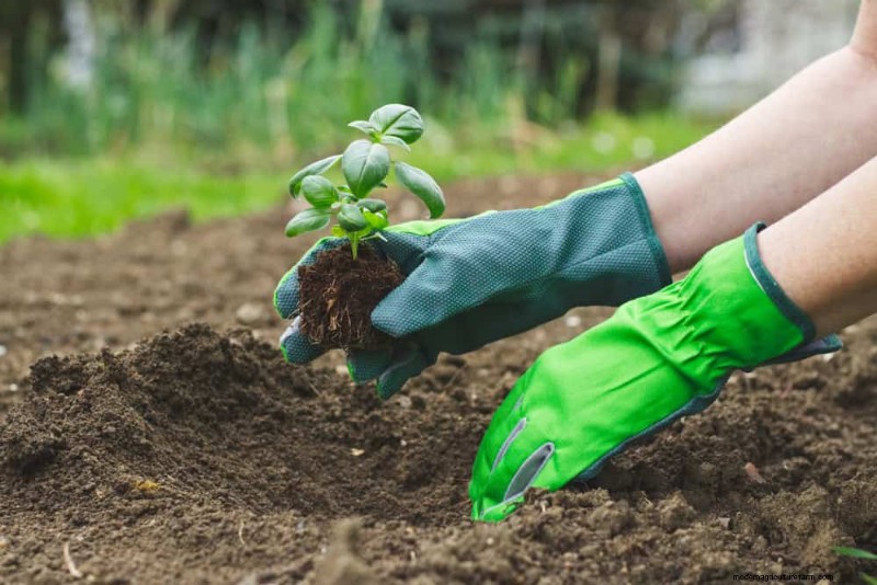 Natural Pest Control: 19 Eco-Friendly Ways to Protect Your Garden