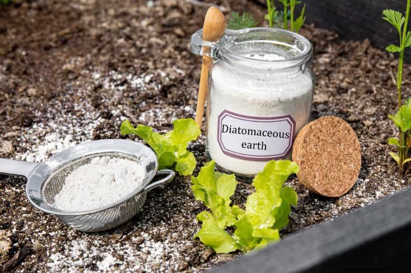 Natural Pest Control: 19 Eco-Friendly Ways to Protect Your Garden