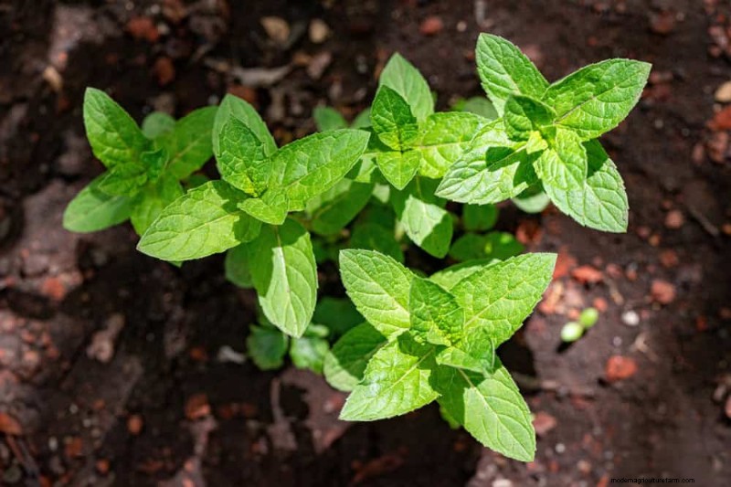 Natural Pest Control: 19 Eco-Friendly Ways to Protect Your Garden