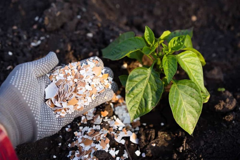 Natural Pest Control: 19 Eco-Friendly Ways to Protect Your Garden