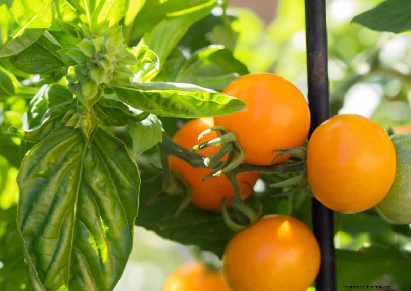 Natural Pest Control: 19 Eco-Friendly Ways to Protect Your Garden