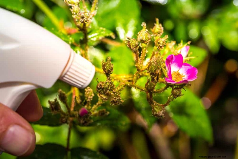 Natural Pest Control: 19 Eco-Friendly Ways to Protect Your Garden