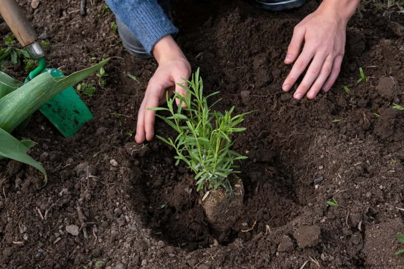 Natural Pest Control: 19 Eco-Friendly Ways to Protect Your Garden
