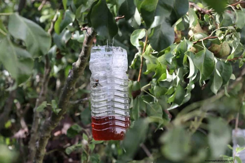 Natural Pest Control: 19 Eco-Friendly Ways to Protect Your Garden