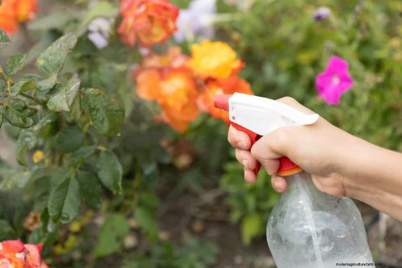Natural Pest Control: 19 Eco-Friendly Ways to Protect Your Garden
