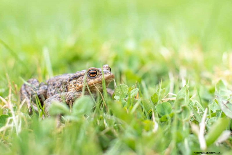 Natural Pest Control: 19 Eco-Friendly Ways to Protect Your Garden